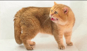 但发现不及时,造成的后果也可能会很严重:加上喵星人对晒太阳这一活动