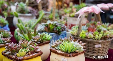 多肉怎么扦插最好看 6d73da7a589f41288e26dcb8a9d6a750.jpeg