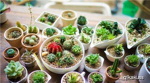 多肉怎样扦插生根 c64c8a8e2ffb46d78ec355ad125a4798.jpeg