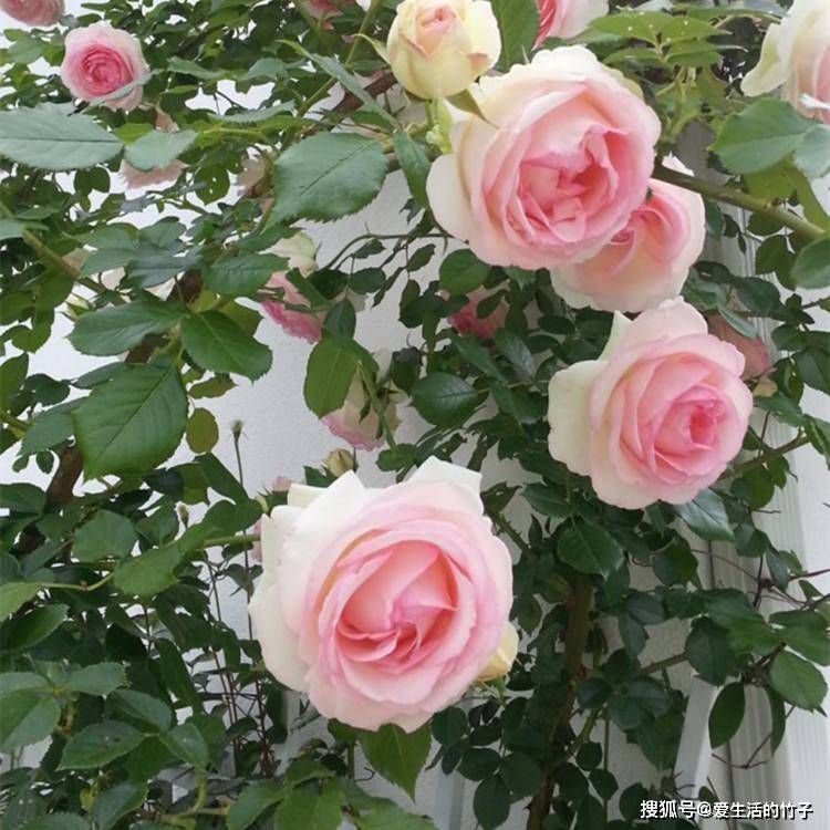 蔷薇就是藤本月季吗 ce6c0e2aa9014be9a74965d767bc977f.jpeg