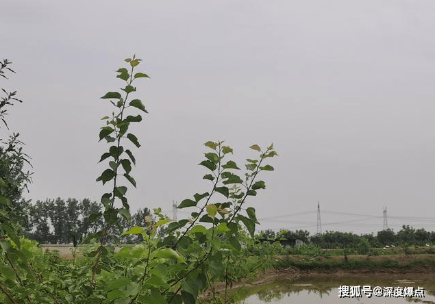 谢庄镇人口_孟庄镇郑屯人口