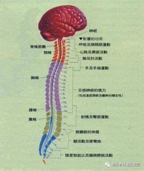 颈椎,为何为"百病之源"_脊神经