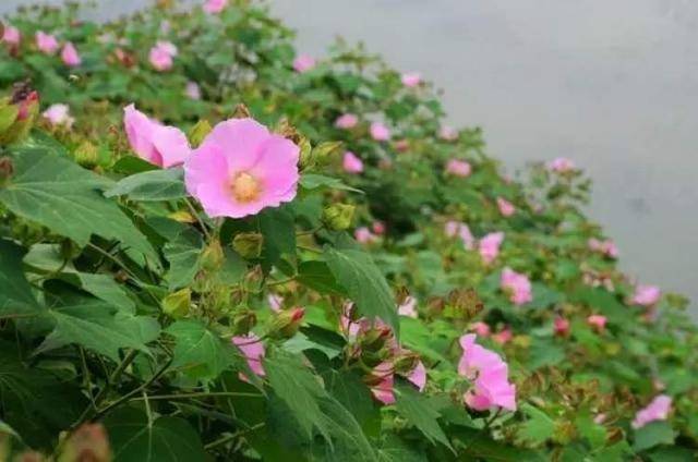 之中的,譬如苏轼的「溪边野芙蓉,花水相媚好,欧阳修的「湖上叶芙蓉