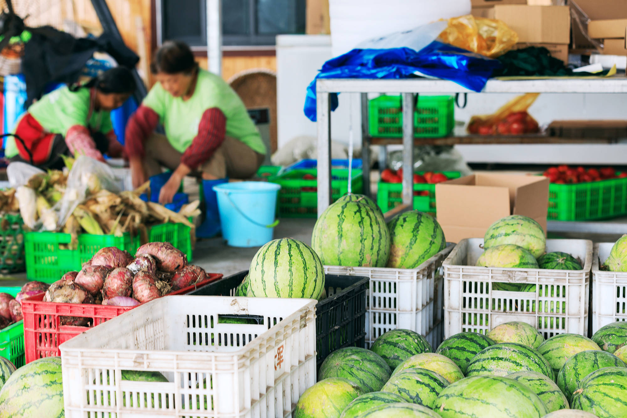 女人|正是蜜桃成熟时，番茄、蓝莓是伴娘夏风掠过北太湖
