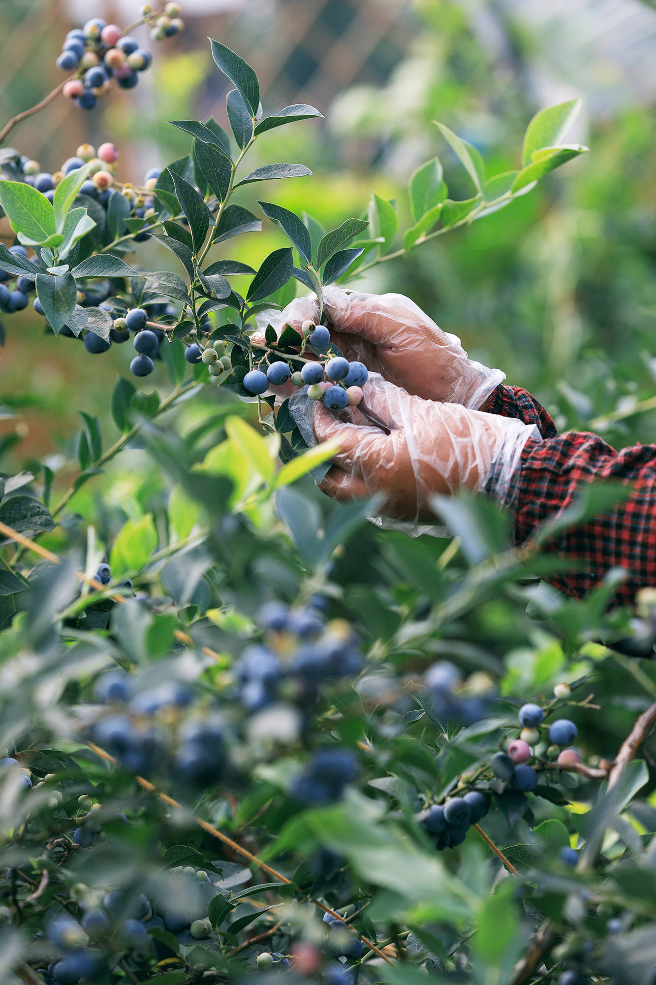 女人|正是蜜桃成熟时，番茄、蓝莓是伴娘夏风掠过北太湖