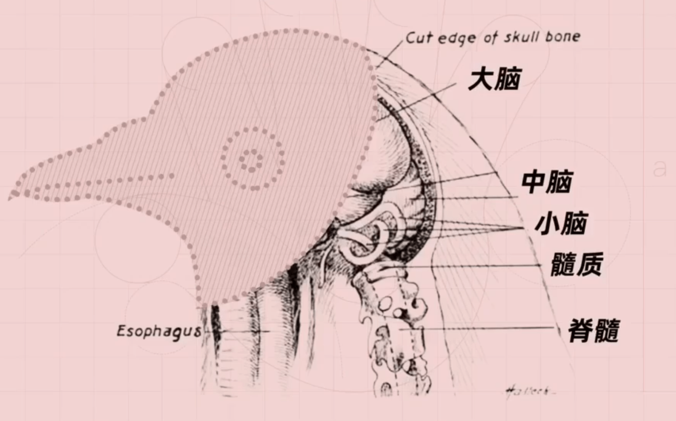 鸡被砍了脑袋会死吗?不会,还能每月帮主人赚4500美元_大脑