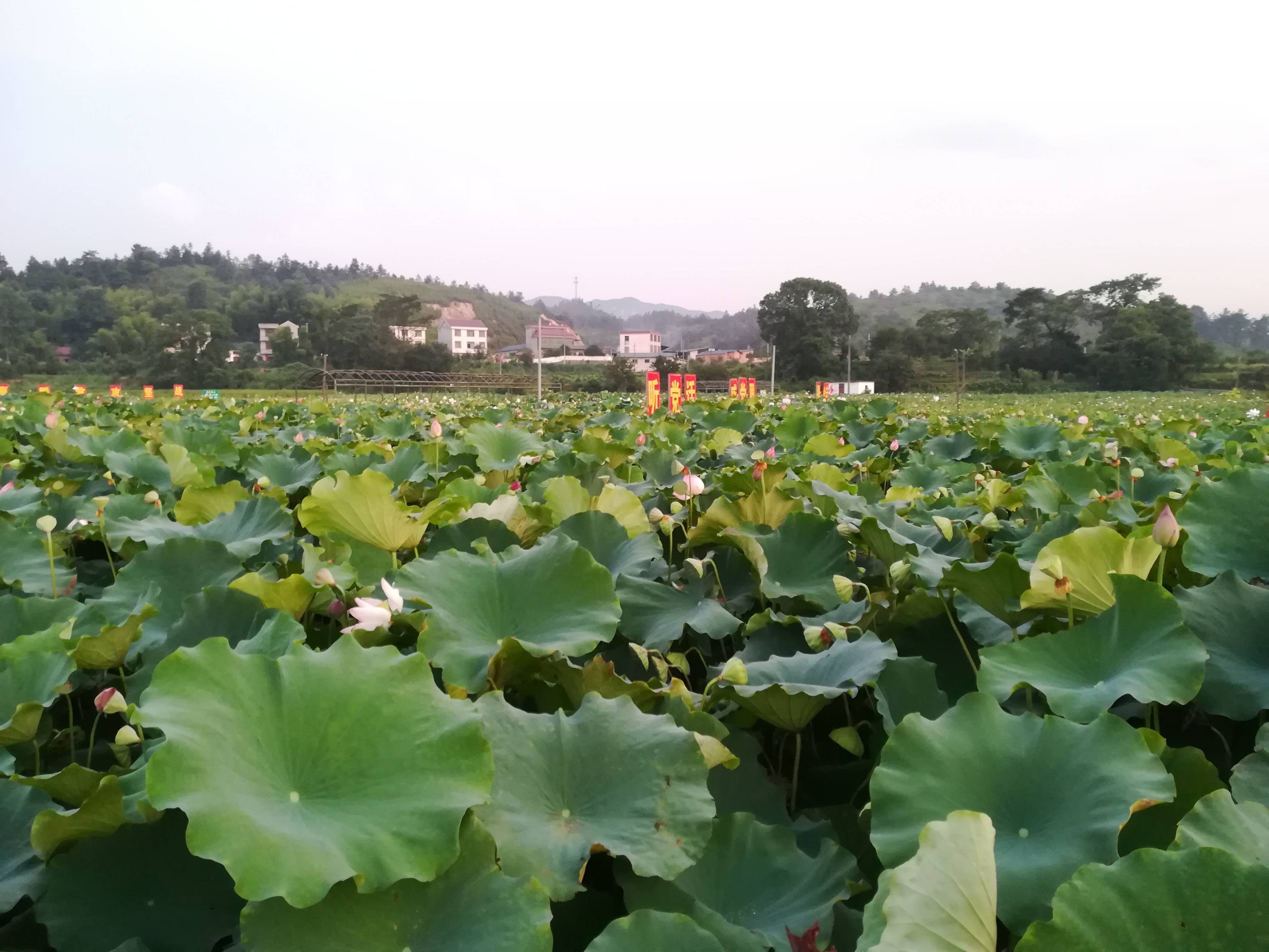 下午,我们一行人前往良岗观赏荷花,欣赏晚霞从同学老家处望去,两个字