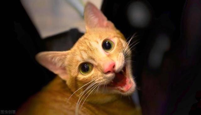 猫咪怎么叫英文怎么说 68a1fc2d0d3f4946a59bbad443c5a133.jpeg