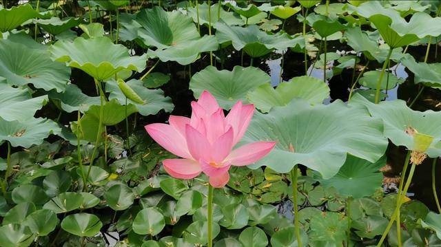 夏季观竹海,赏荷花,在北京一定要来这个免费4a级风景区看看