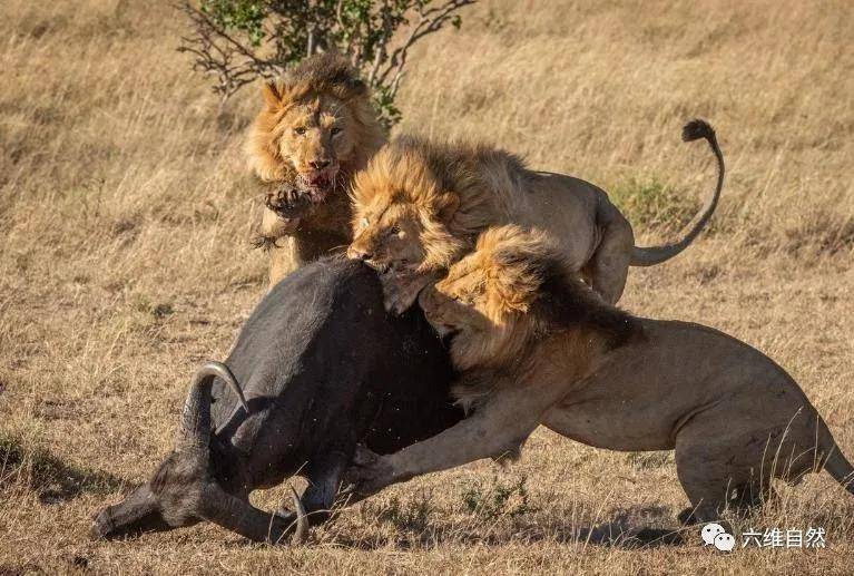 狮子捕食野牛罕见一幕,野牛能对抗一头雄狮,却难敌四头雄狮攻击