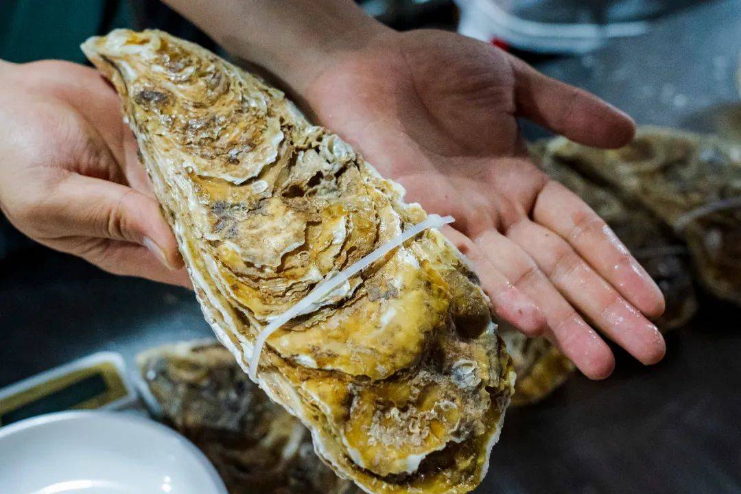 连唐僧|生蚝比47码皮鞋大，连唐僧都无法拒绝藏在昆明小区的老字号烧烤