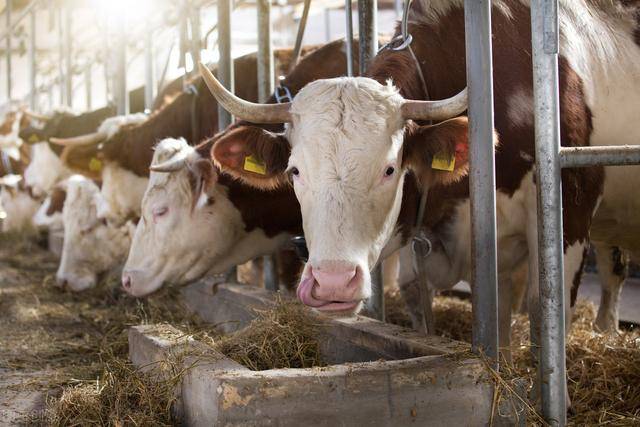 2020年肉牛养殖前景分析,养殖肉牛注意哪些?