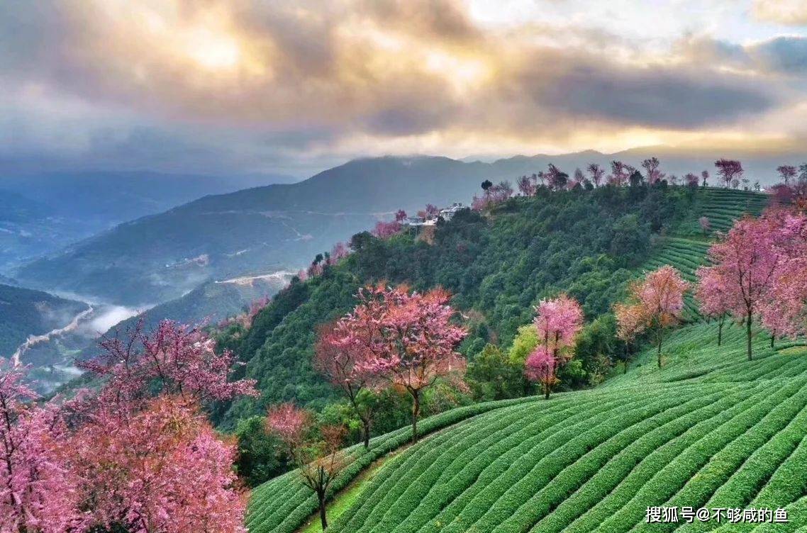 原创云南无量山樱花谷,抗拒不了的粉色浪漫,快和他一起来吧