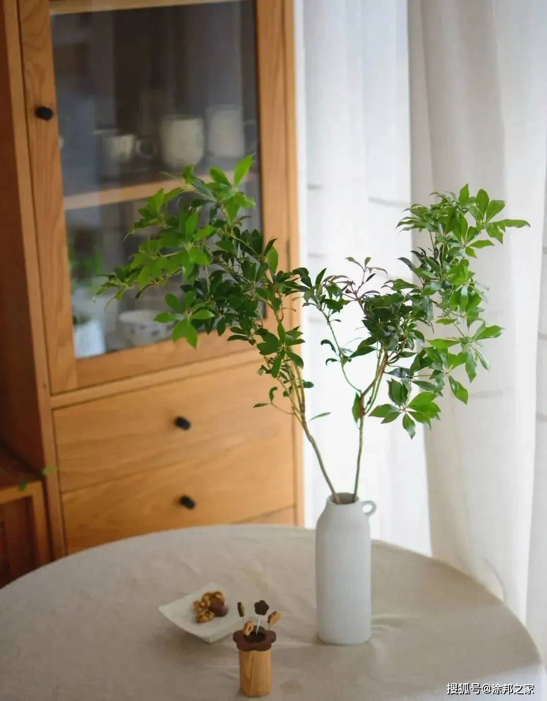 马醉木的生命比鲜花皮实很多,买来的树枝可水培两三个月,简直懒人福音