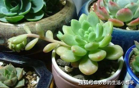 多肉怎么养才能爆盆新手教程 ab70e16d6b8c4b43a1f19059ac6e141f.jpeg