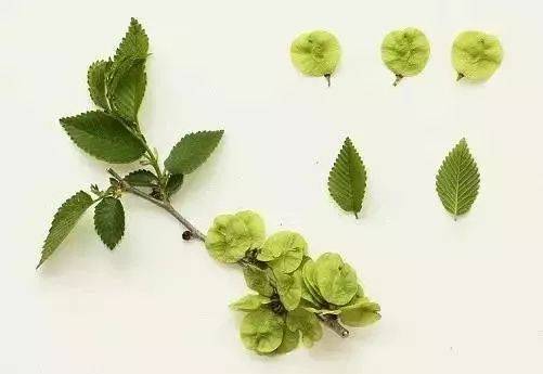 筑邦美植如何区分榆树榔榆榉树朴树等榆科植物
