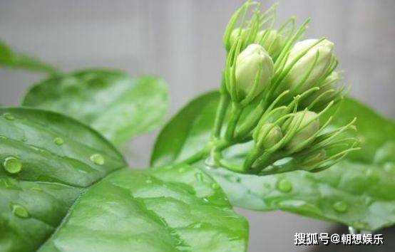 在家怎么自制酸性土壤 467c8262c1d44f1785b2ff13910ed900.jpeg