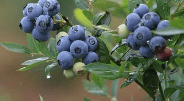 蓝莓什么时候种植最好南方 cf66d5eb064948afb2bad32a52f4225e.png