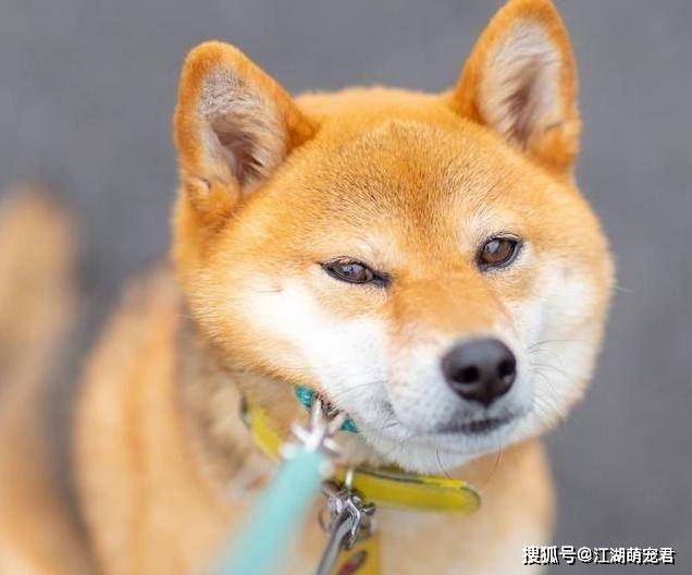 原创柴犬犯错之后,不管你多生气,这几个地方打不得