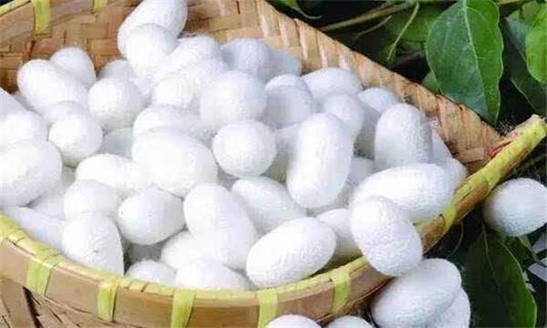 浙江|浙江总督“万蚕织一茧”拙劣拍马,雍正帝:看浙江份上,放你一马