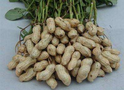 坚果|脑累吃坚果，血管累了吃什么？3物重唤光泽心累吃红豆