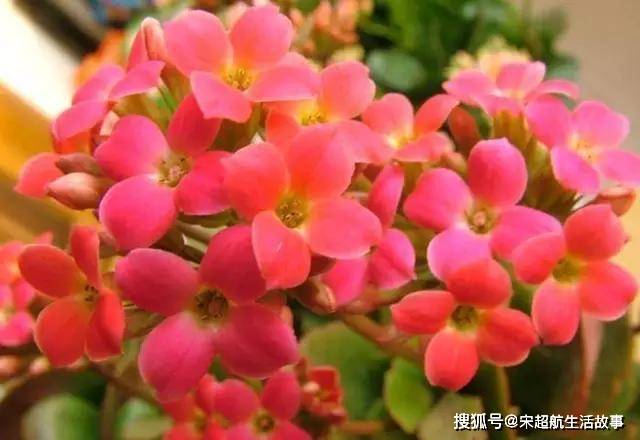 如何修剪长寿花最佳时间 a4d502322ec7423b9c61729eaa5ca143.jpeg