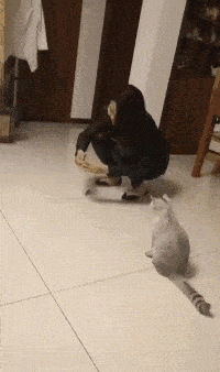 2020-07-20 11:58来源:深夜的微微 原标题:搞笑gif:妹子想起什么事啦