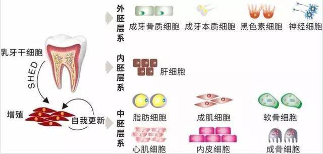 到今天，牙髓干细胞已经被用于牙髓再生、牙周再生、中枢神经系统损伤、
