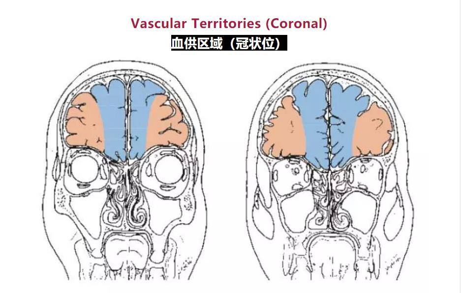 cerebral veins 大脑上静脉2 superior sagittal sinus 上矢状窦3