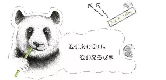 熊猫的书英文怎么说
