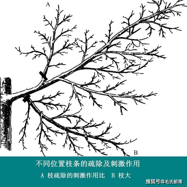 苹果树栽培技术|苹果树冬季修剪常用6个方法