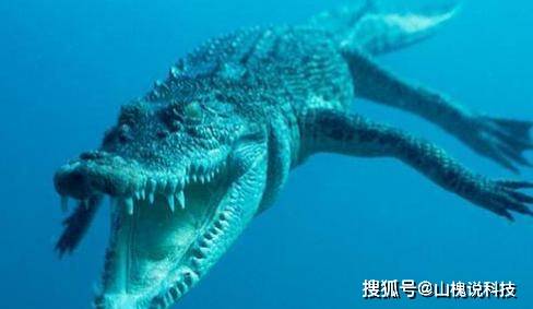 原创都是凶猛的两栖霸主,尼罗鳄和湾鳄对决,谁更厉害?
