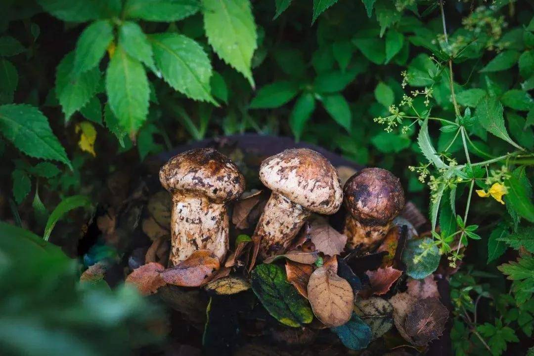 极食优鲜松茸新鲜上市