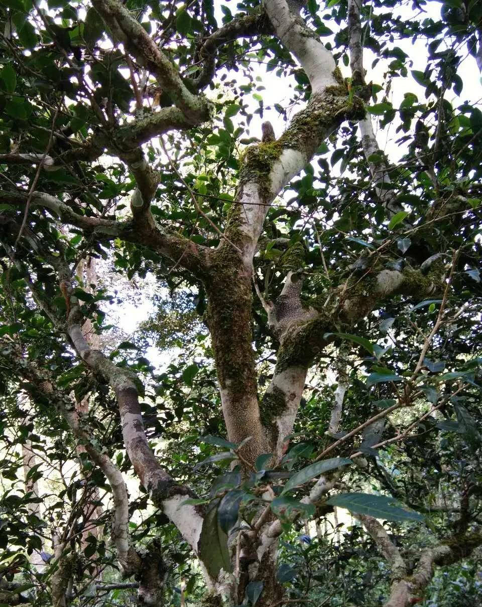 茶叶|【干货分享】江内古六大茶山之倚邦古茶山
