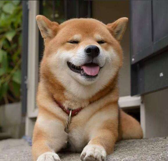 遇到狗狗掉毛很厉害的情况怎么办?别慌,这招拯救被毛烦坏的你!