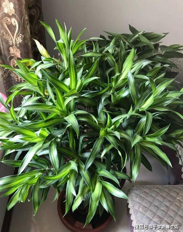 富贵竹几个品种 e049062806d0475db75c670796c7457b.jpeg
