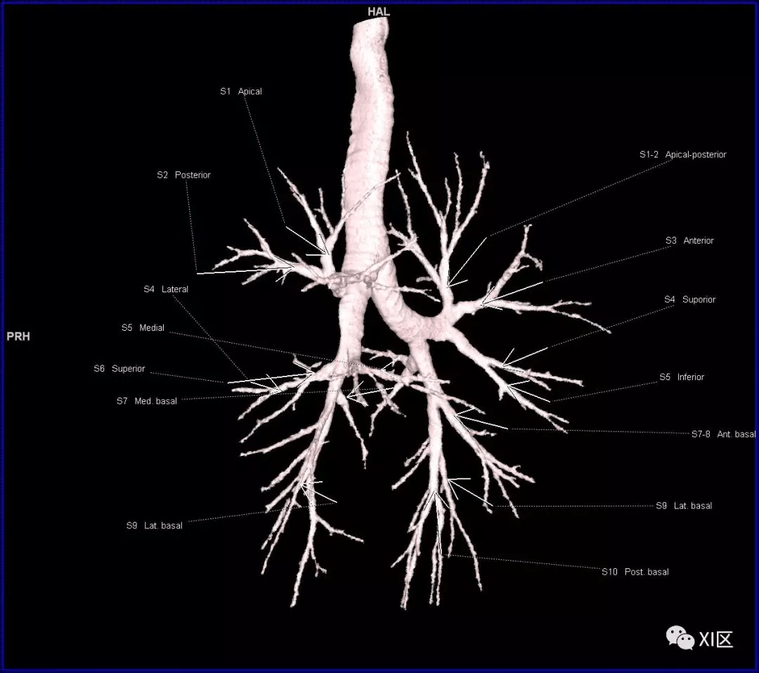 段支气管的命名 气管树的动态观察视频 肺的分段示意图(图片源自网络