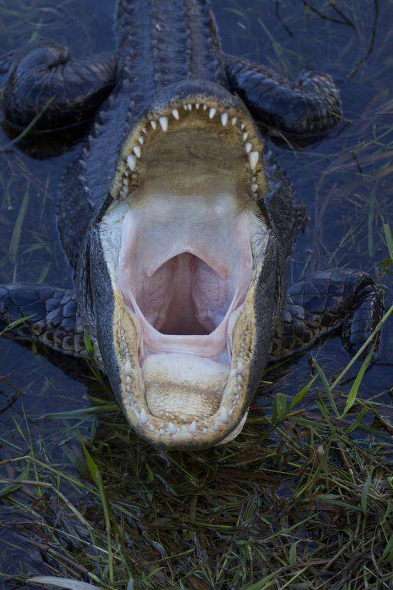 当动物张开嘴你能数数它有多少颗牙齿吗 想象一下被咬