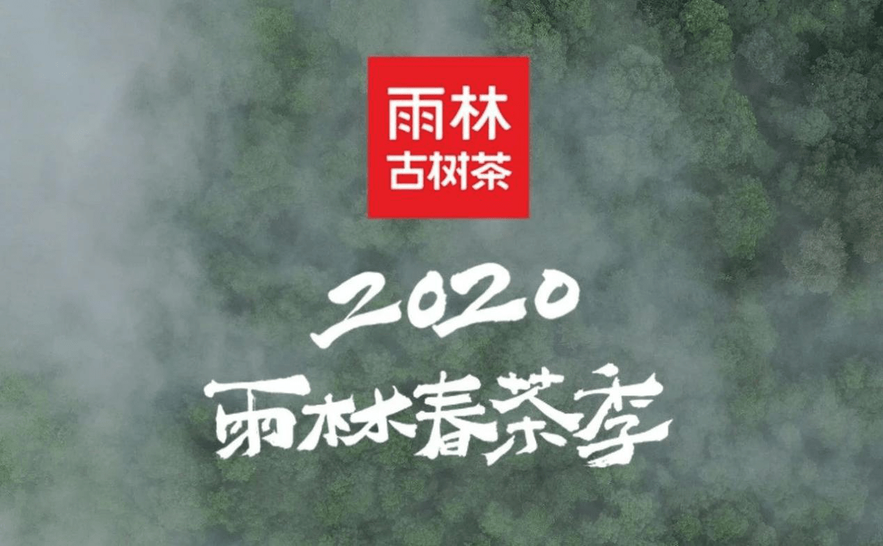 【雨林赞品】2020雨林春茶季微纪录片(中)