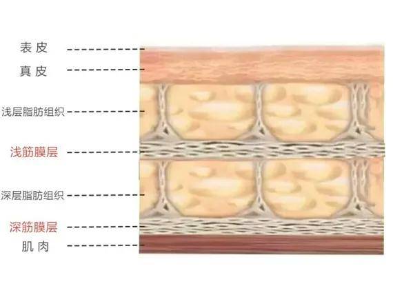 衰老就是长皱纹脸皮松弛吗筋膜层没了我你们就是耍流氓