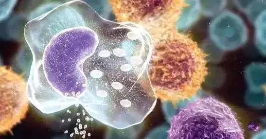 免疫细胞,科学家发现nk细胞在癌症免疫治疗中能发挥重要作用