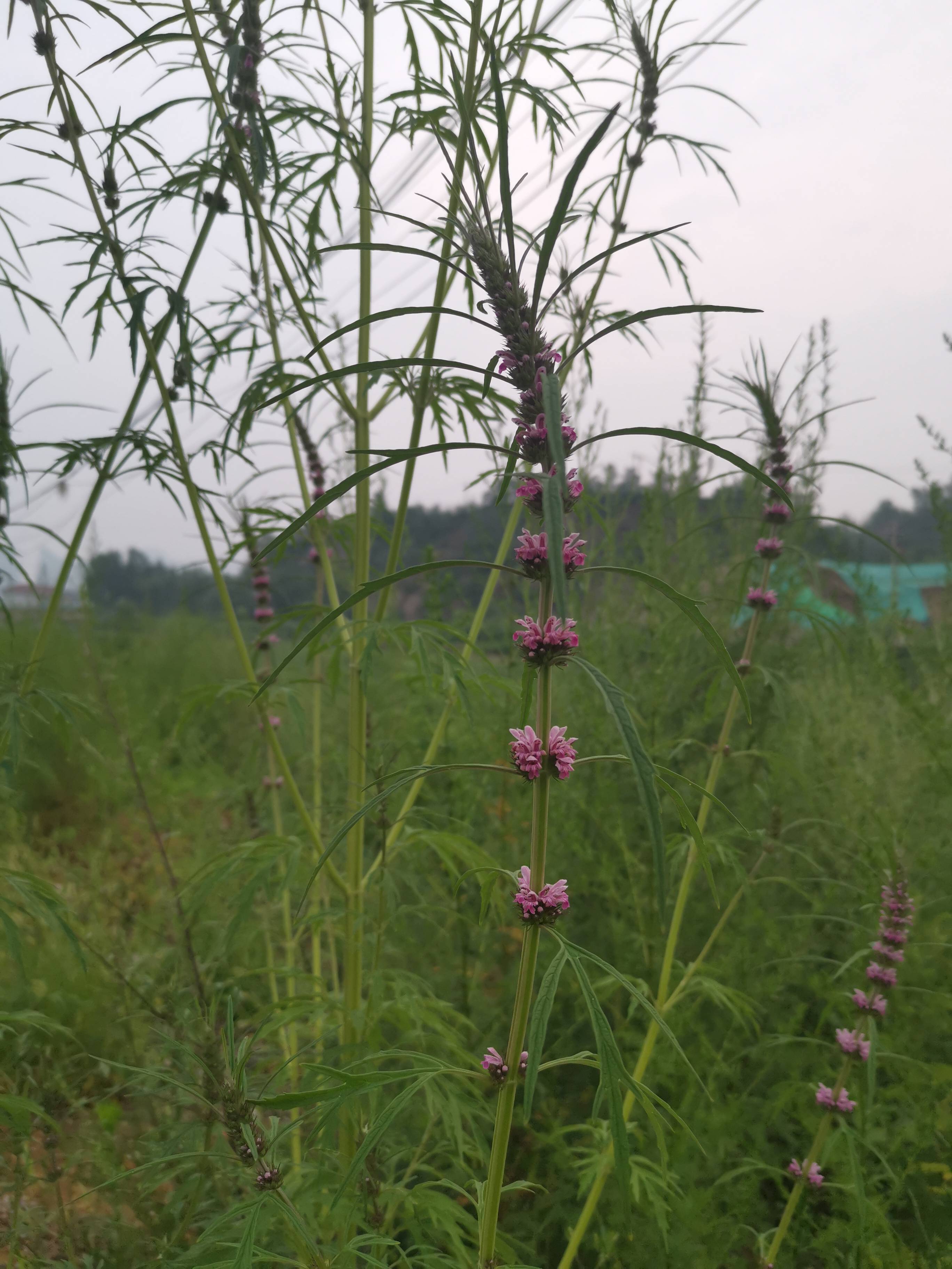 外观如四棱霸王鞭的益母草