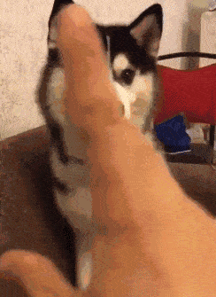 原创搞笑gif:妹子你这发型挺别致!