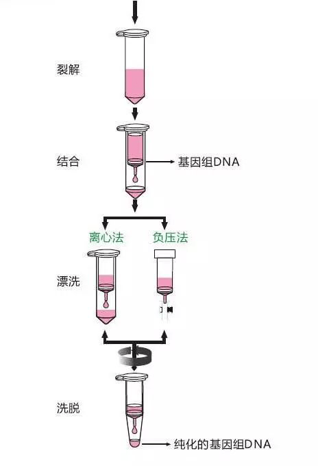 离心柱纯化法示意图3,磁珠法核酸分离技术携带正电荷的磁珠易于吸附负