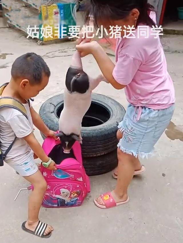 同学来家中做客，女儿大方送对方小猪崽，妈妈：小1000元打水漂了