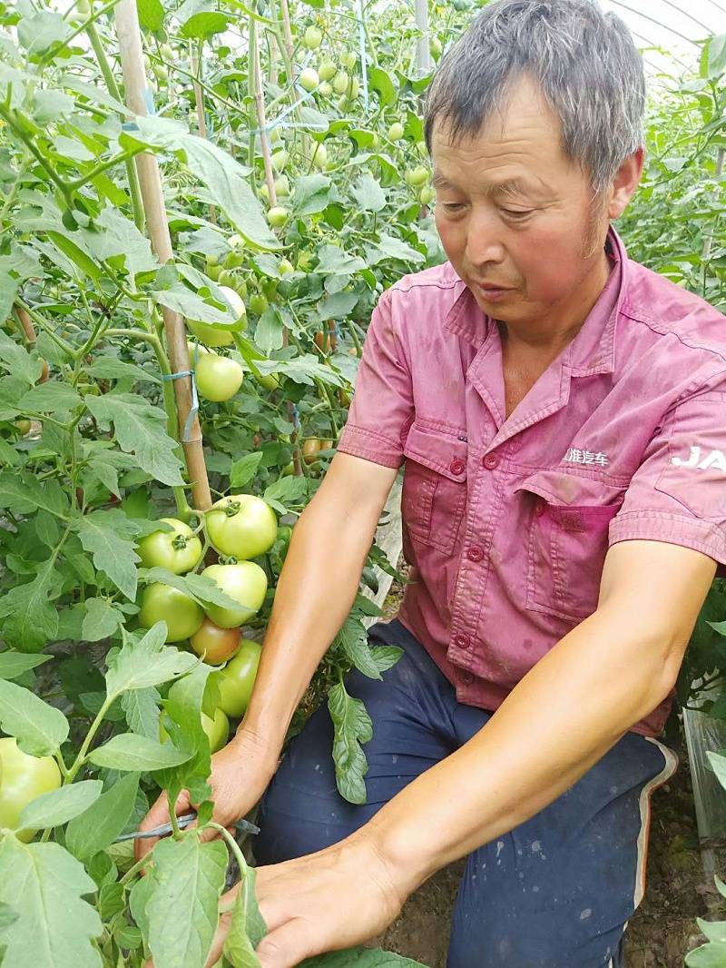 西红柿怎么种植看看别人番茄为什么可以亩收入4万多元