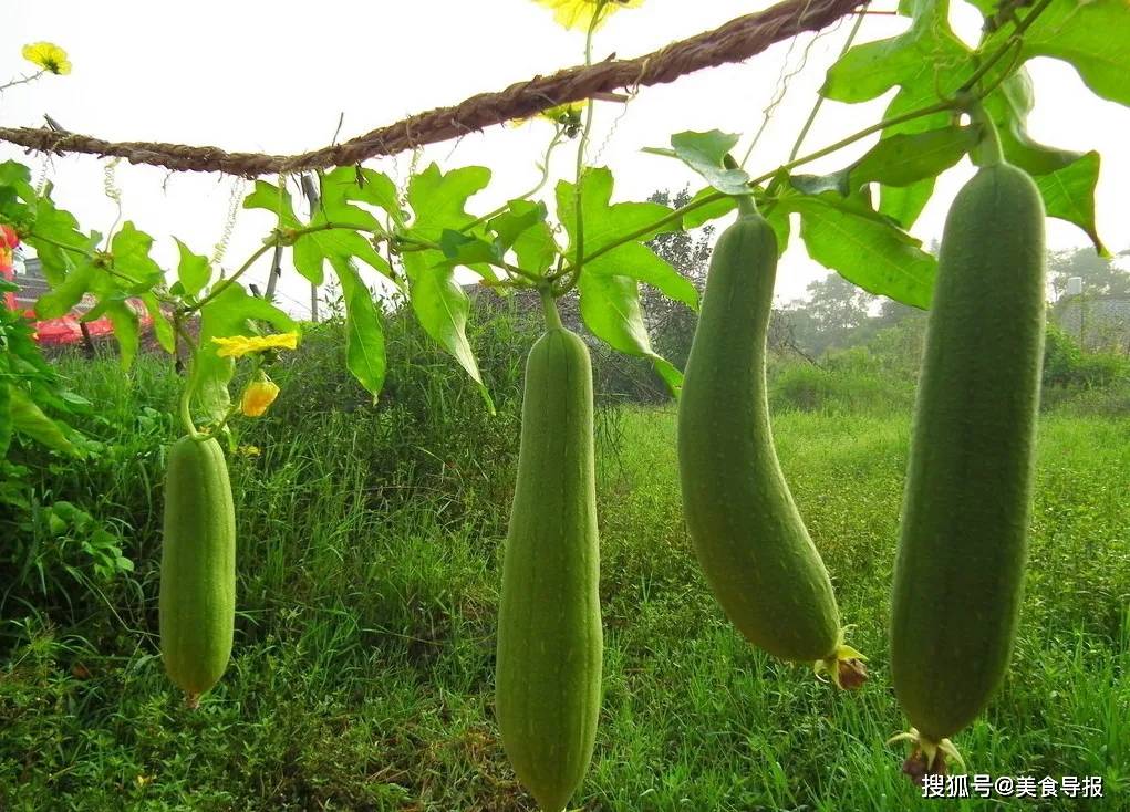 水瓜,才是"丝瓜!