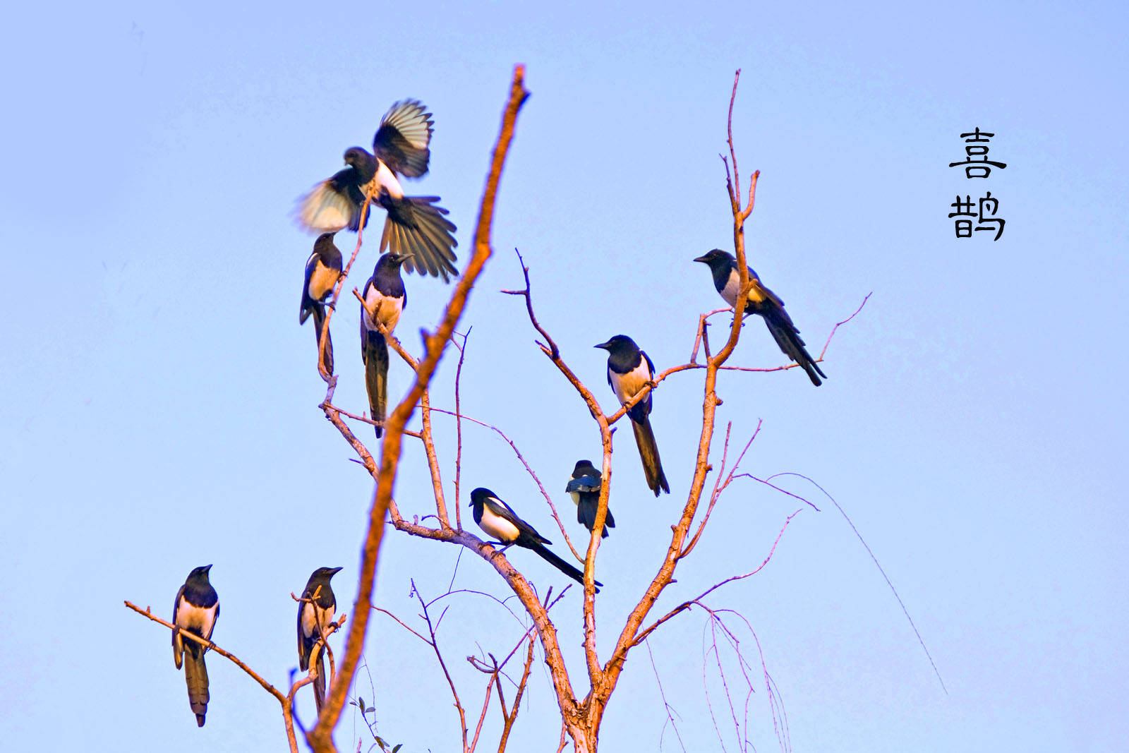 科学网—金沙湾水塘拍鸟（7）：坡陡飞急 - 徐长庆的博文
