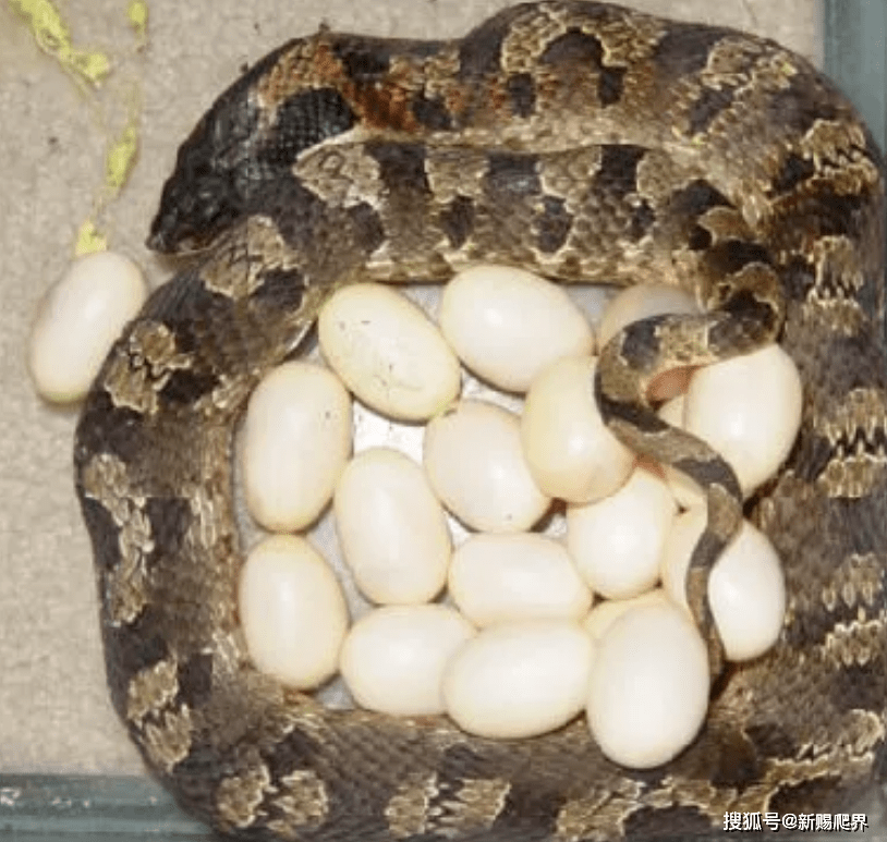 美帝蛤蟆杀手--heterodon platyrhinos东部猪鼻蛇
