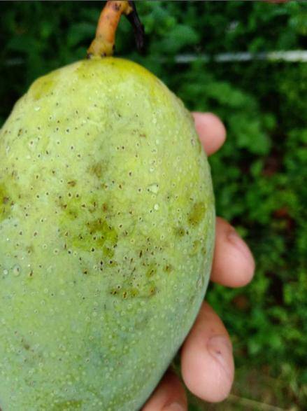 
芒果高产栽培关键技术 病虫害防治及施肥等方面栽培|芒果体育